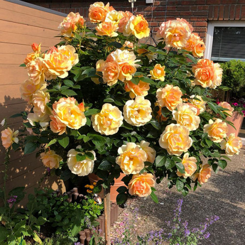 Үлкен клитор порно видео